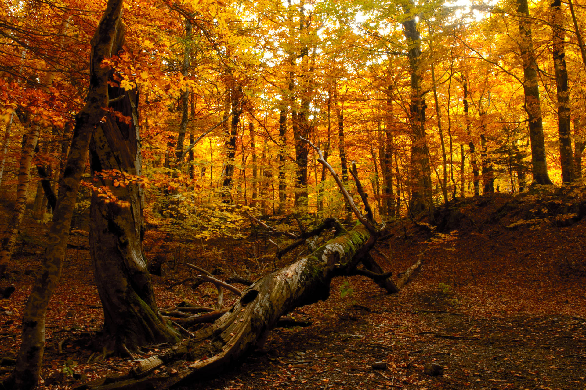 4k Autumn Yellow Woods