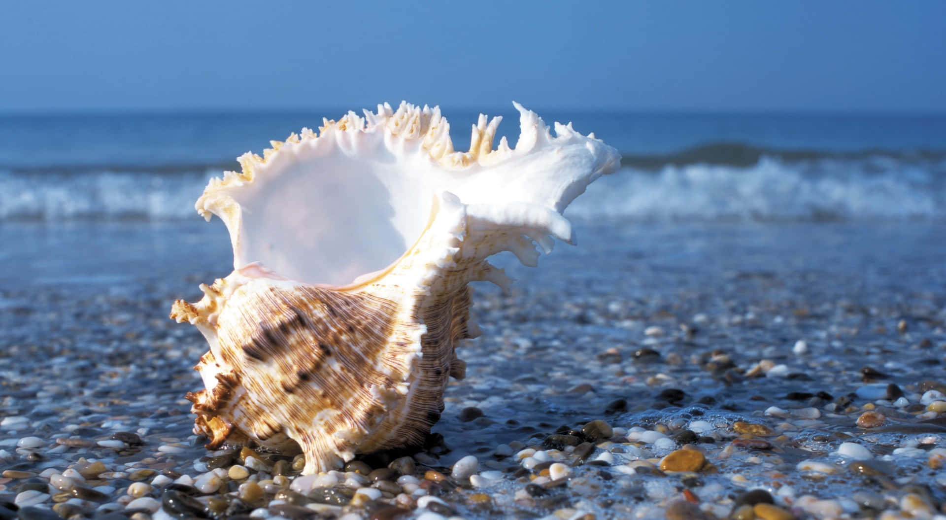 A Conch Shell On The Beach With A Blue Sky