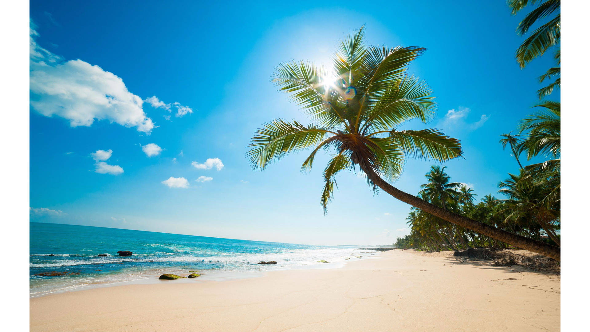 4k Beach With Hanging Tree Wallpaper