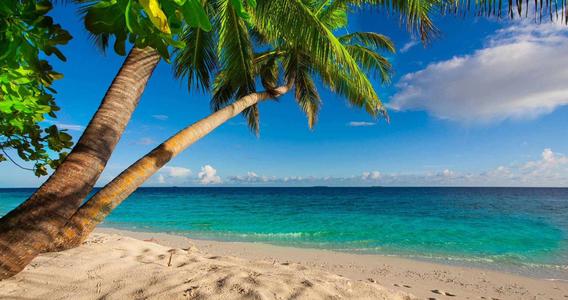 4k Beach With Palm Tree