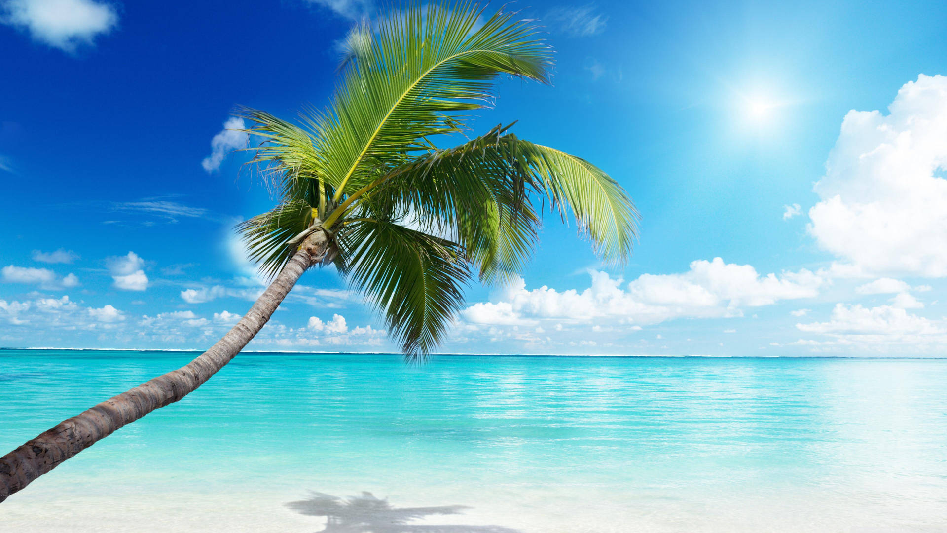 4k Beach With Palm Tree