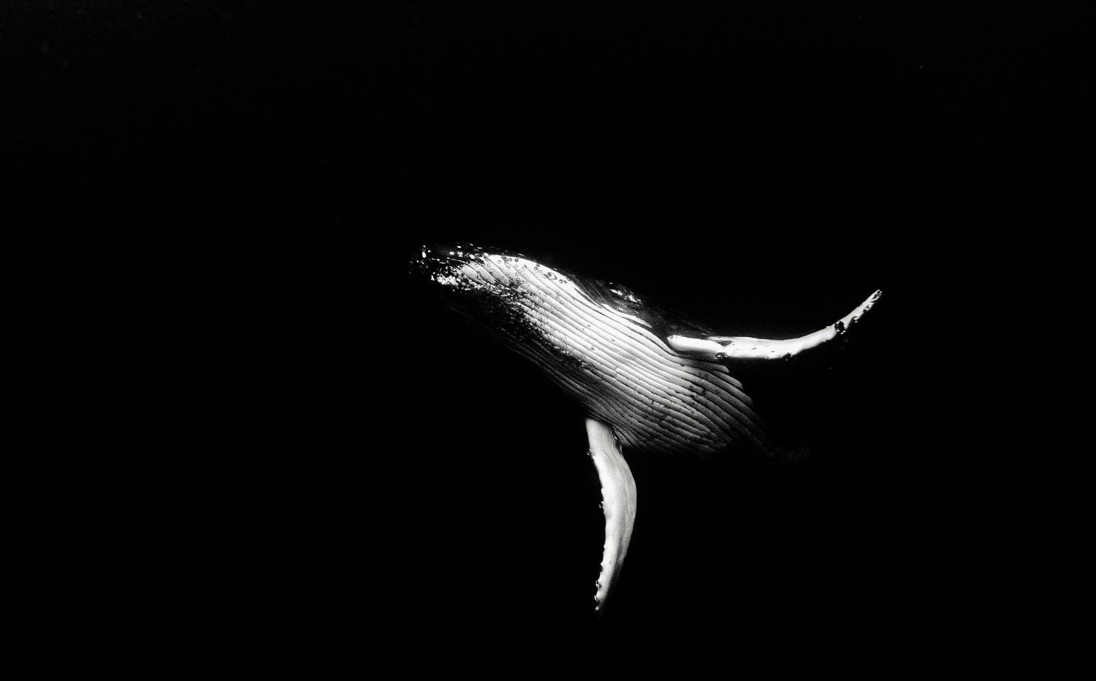 4k Black And White Fin Whale Wallpaper