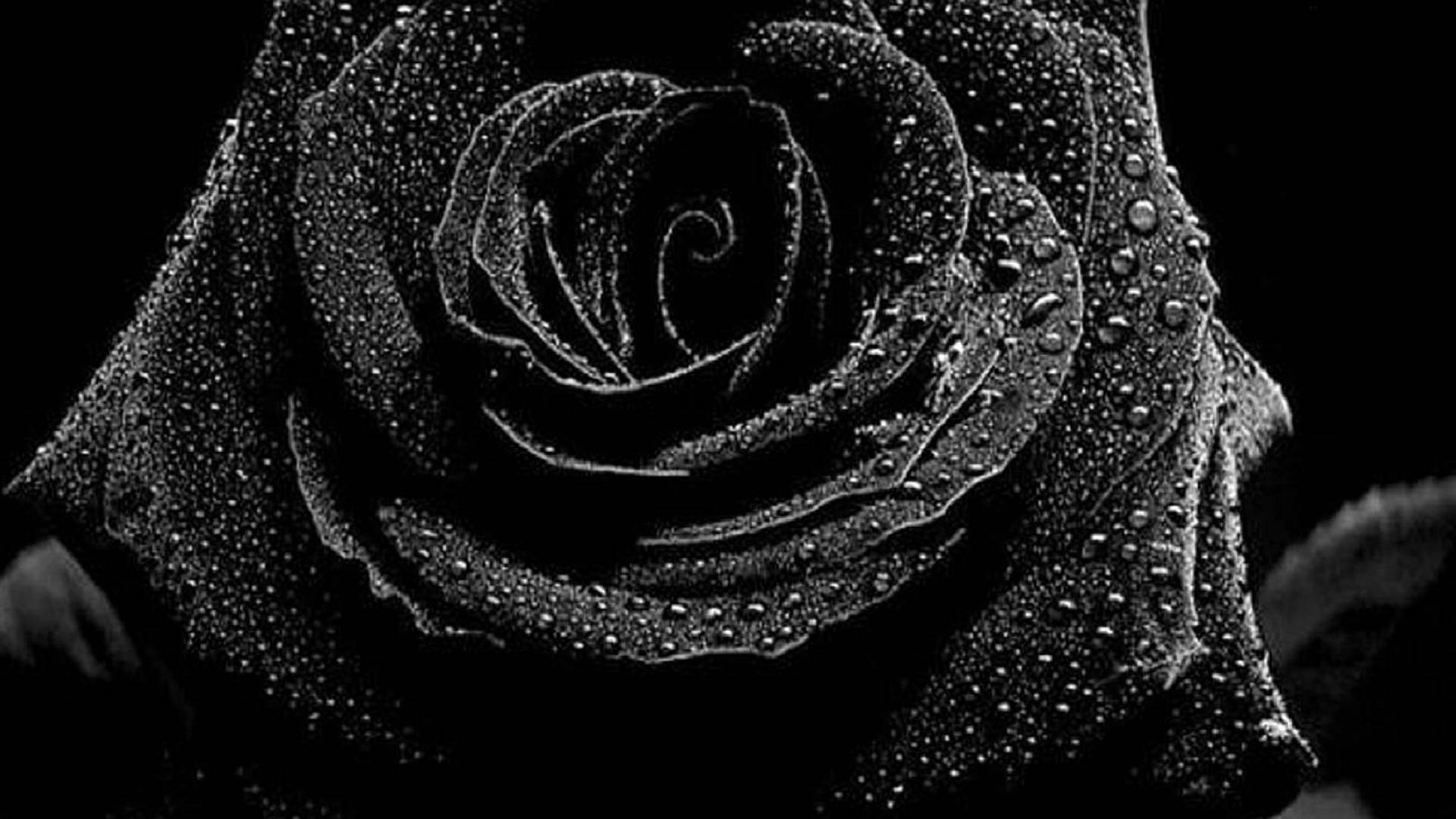 4K Black Rose Wallpaper