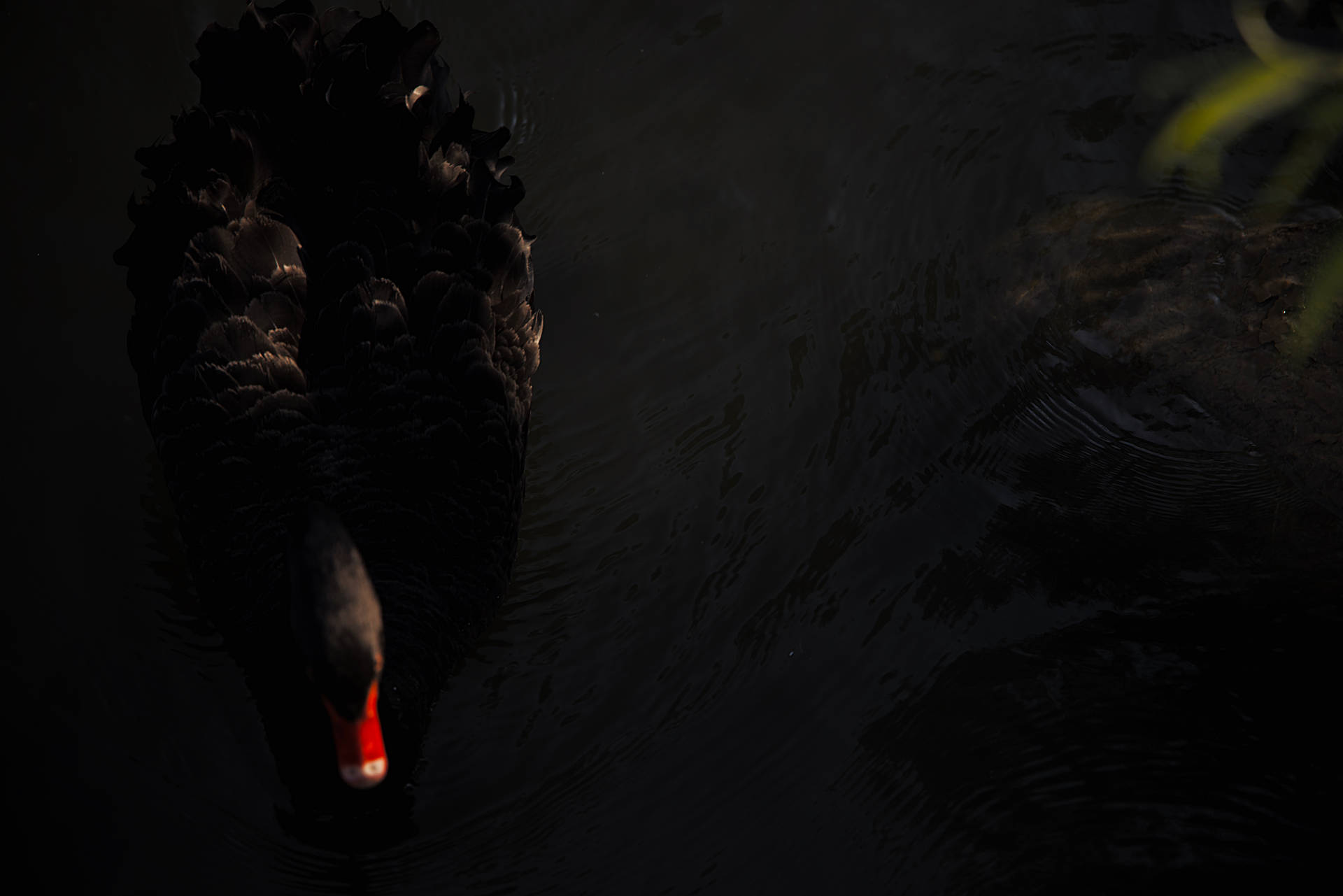 4k Black Swan On Pond Wallpaper