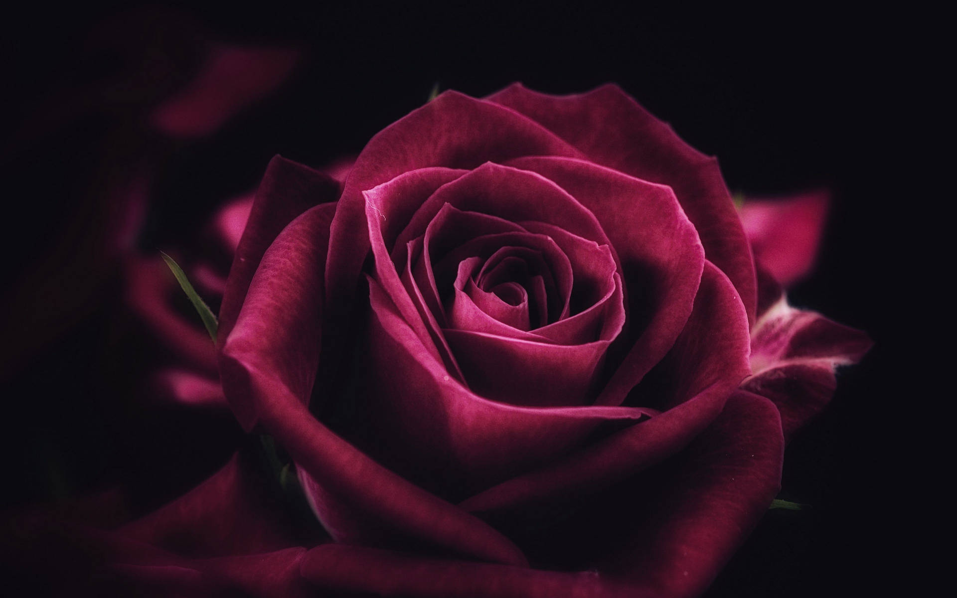 Free Rose Wallpaper Downloads, [500+] Rose Wallpapers for FREE | Wallpapers .com