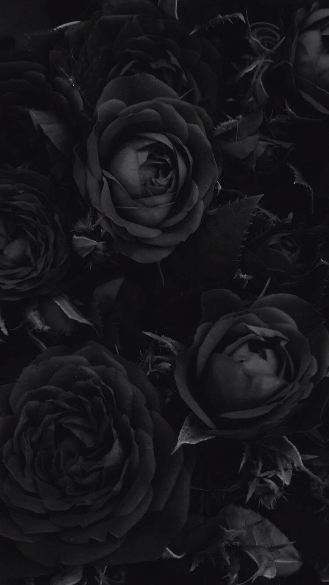 4K Clustered Black Roses Wallpaper