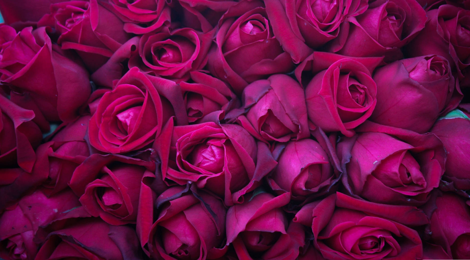 Titoloaffascinante Grappolo Di Rose Rosa In 4k Sfondo