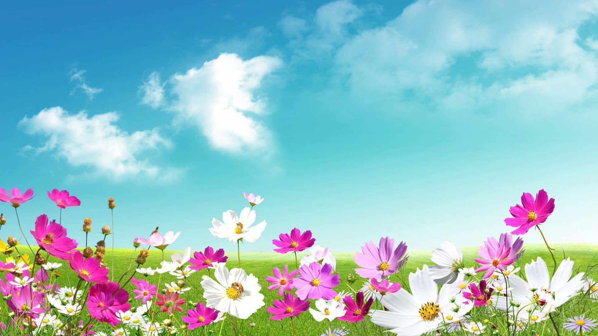 A Field Of Flowers With A Blue Sky