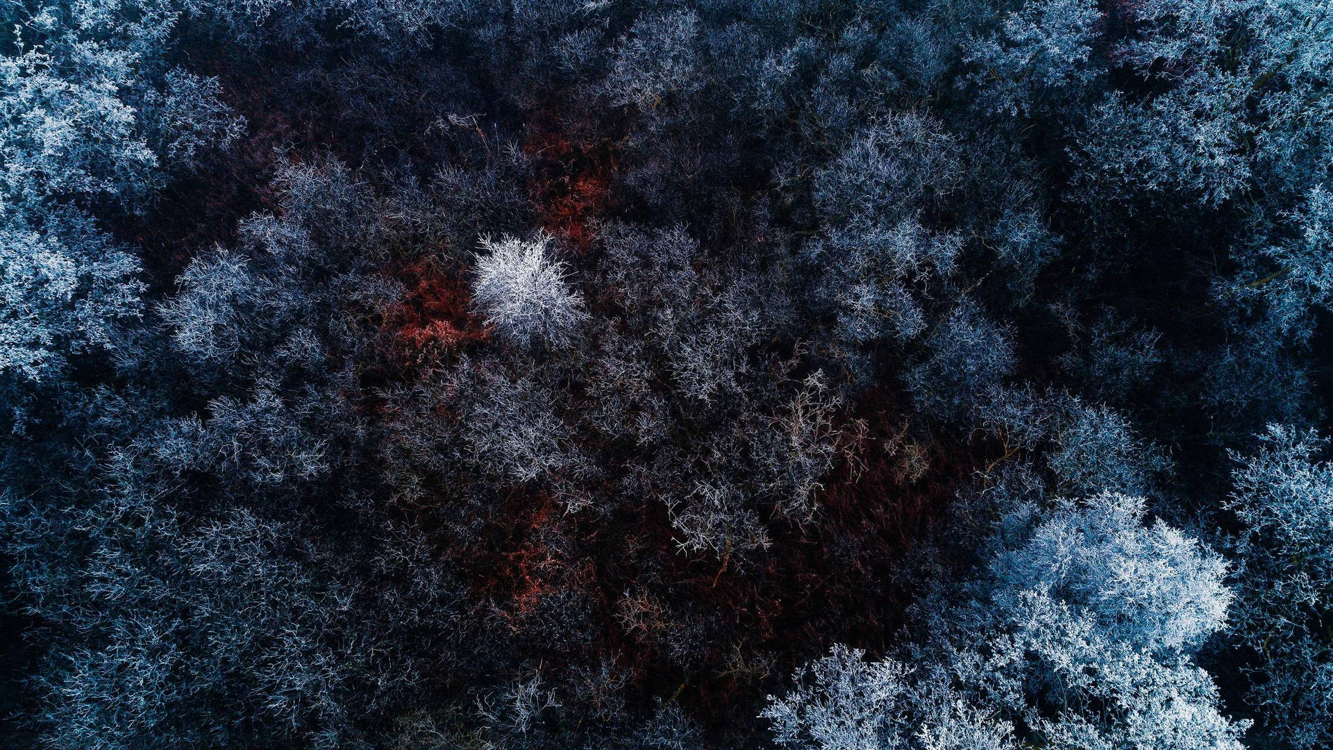 4k Computer Forest Top View Background