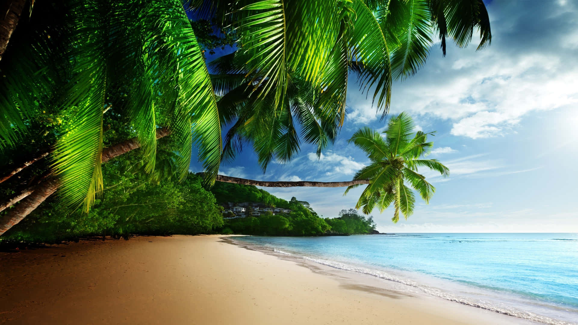 A Tropical Beach With Palm Trees And A Blue Sky