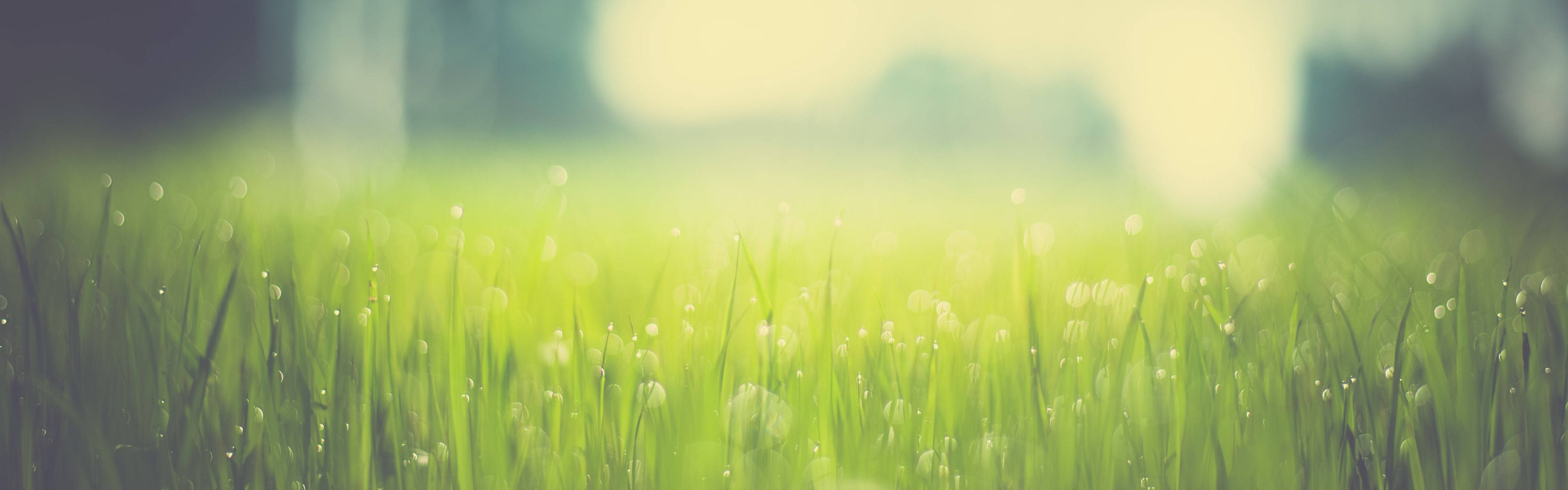 4K Dual Monitor Grass With Dew Drops Wallpaper