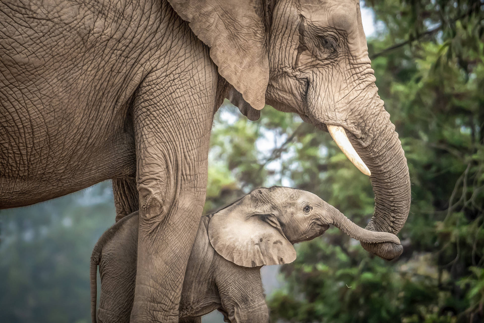 4k Elephant Adult And Baby