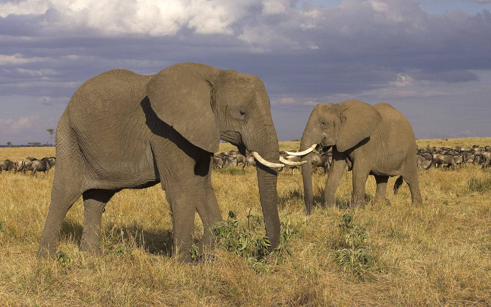 4k Elephant Adults