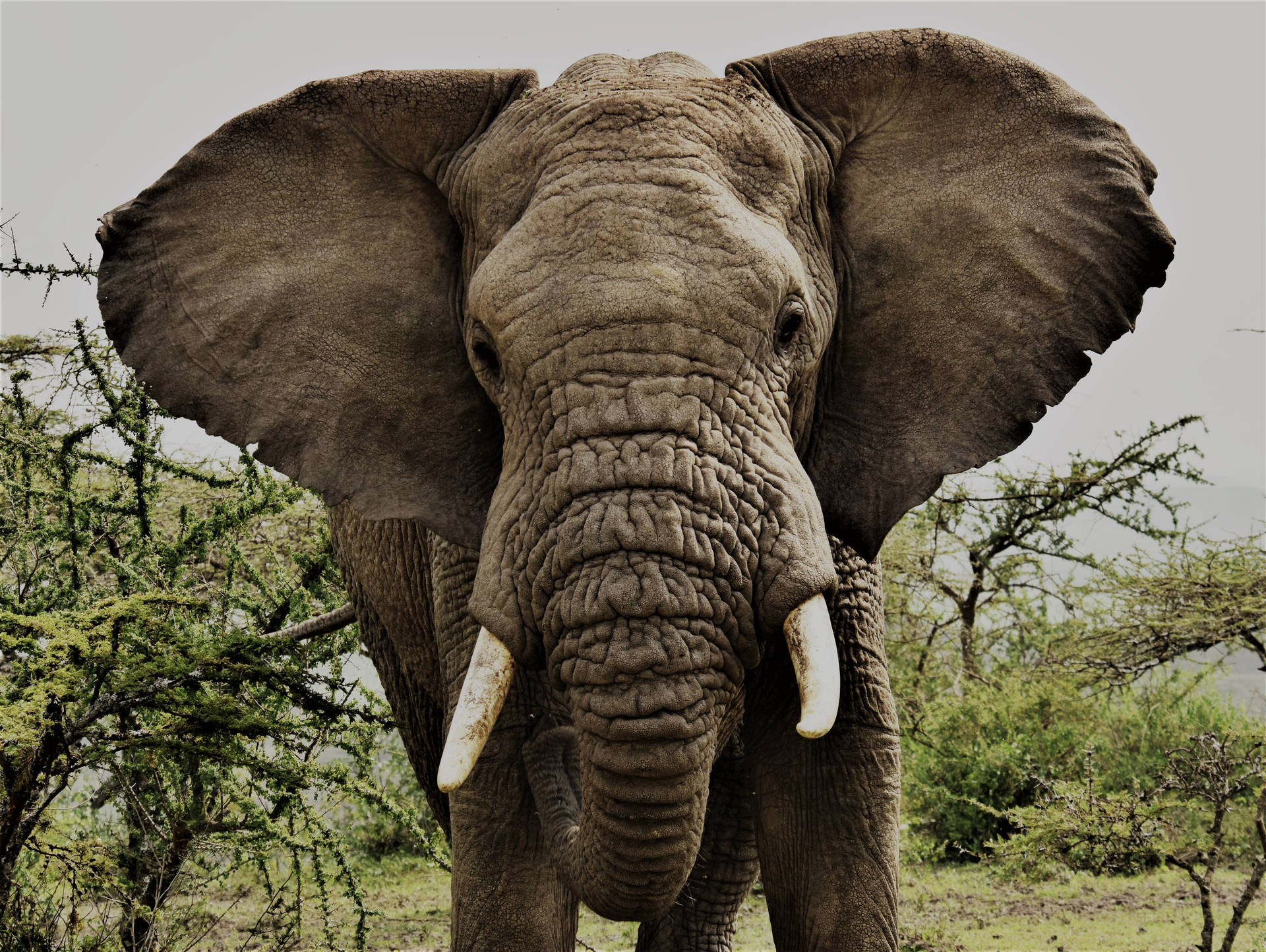 4k Elephant Big Ears
