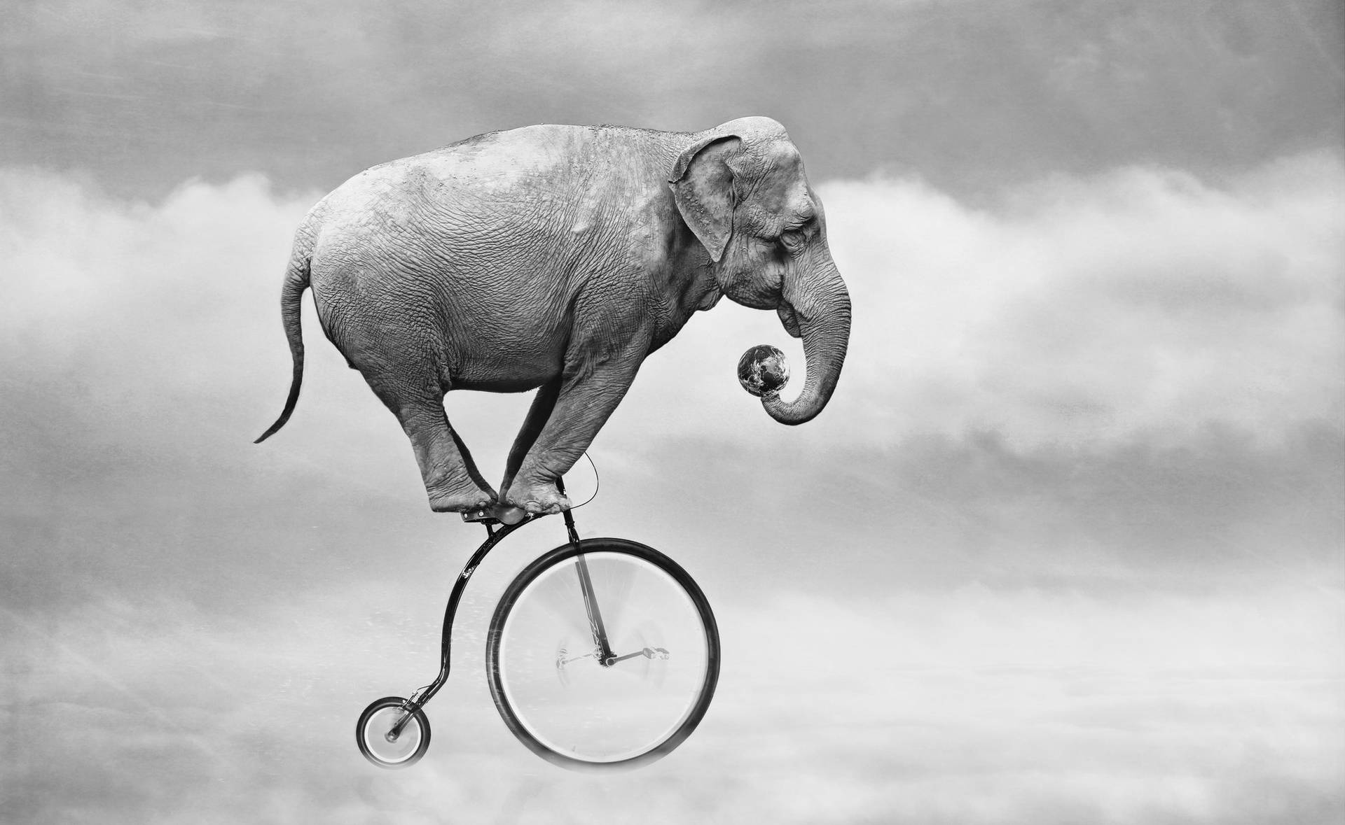 4k Elephant Cykling Wallpaper