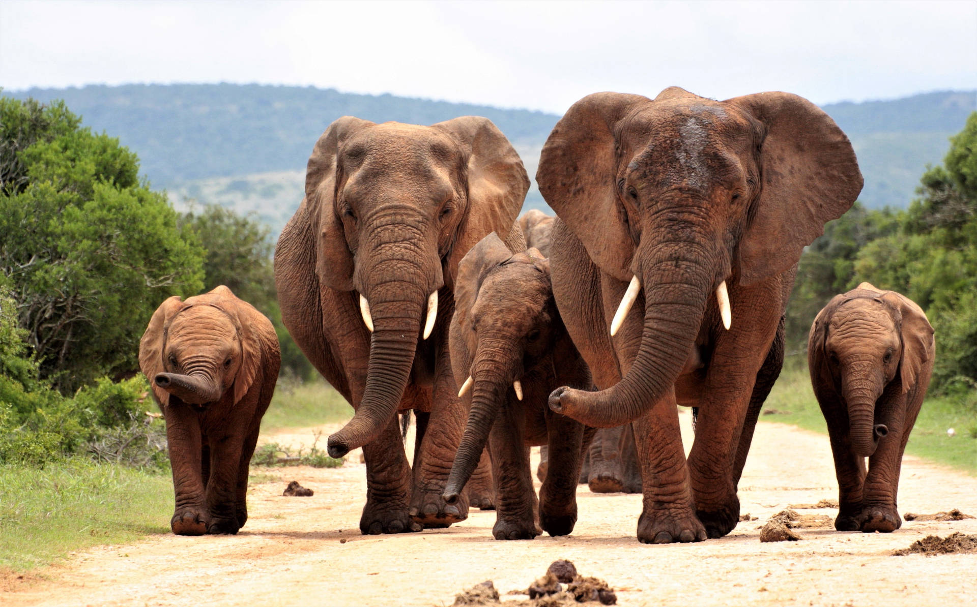 4k Elephant Family Walking