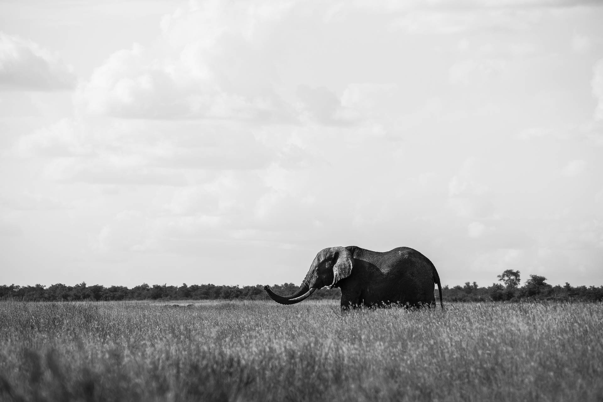 Papelde Parede De Elefante Em Escala De Cinza Em 4k Papel de Parede