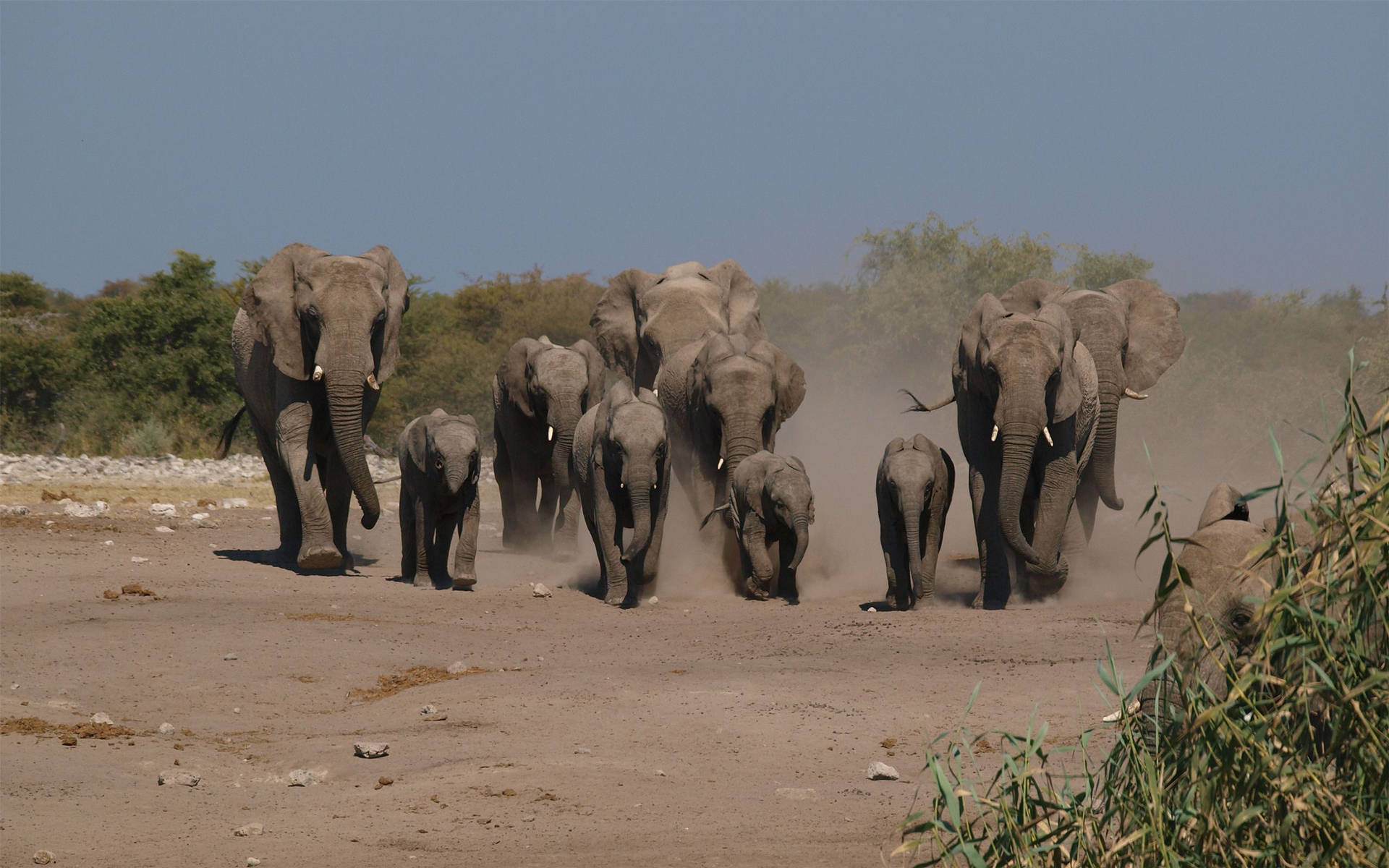 4k Elephant Herd