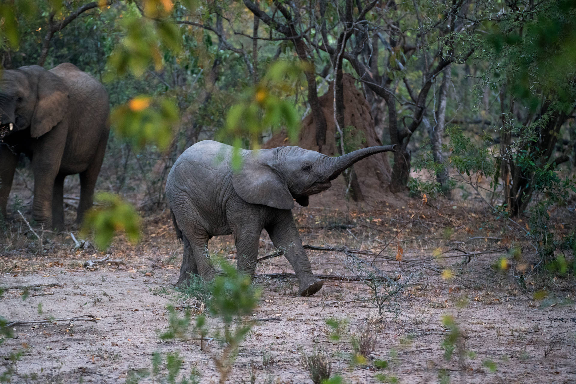 4k Elephant In Jungle