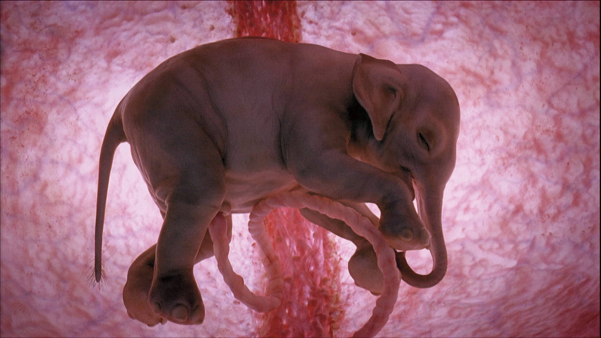 4k Elephant In Womb