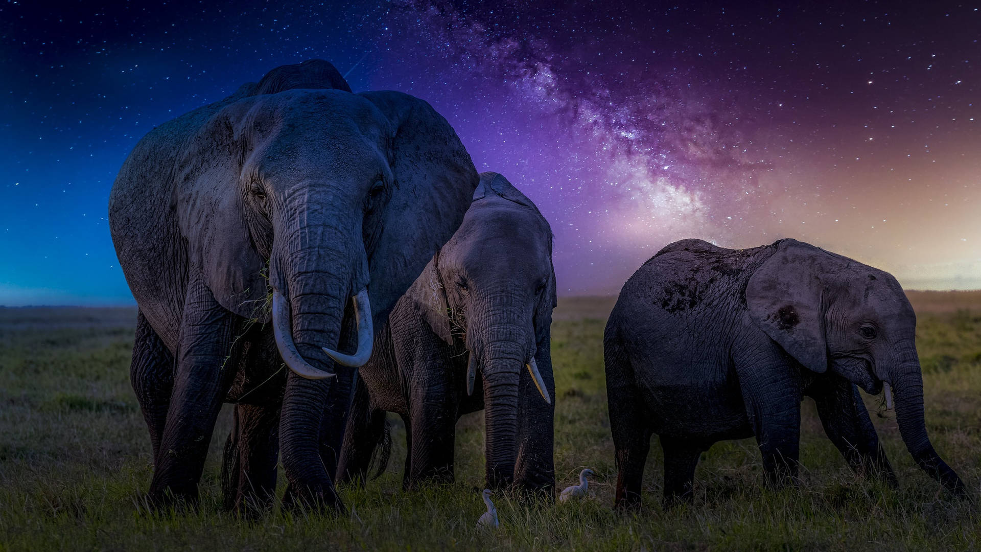4k Elephant Night Sky