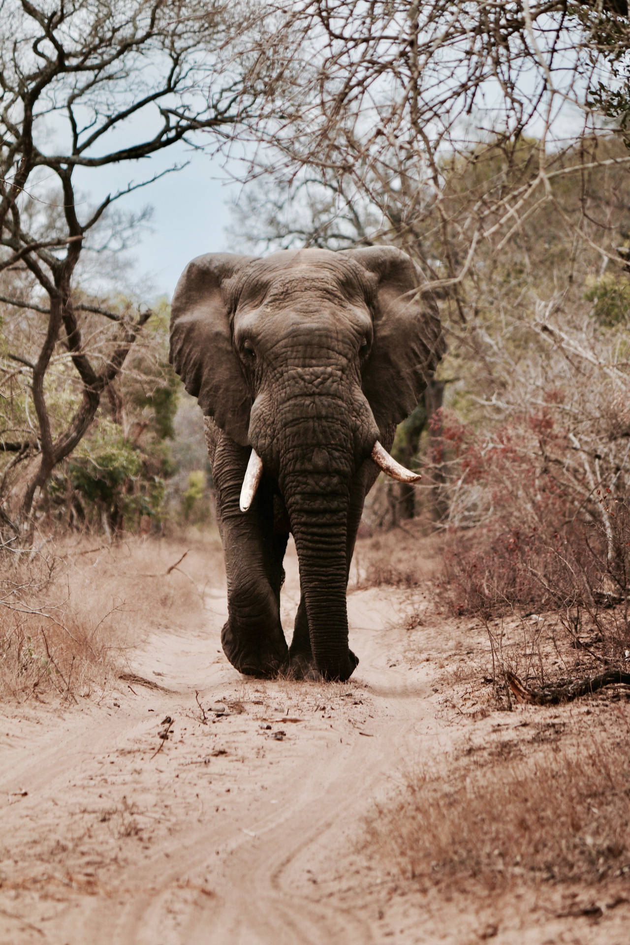 4k Elephant Walking Background