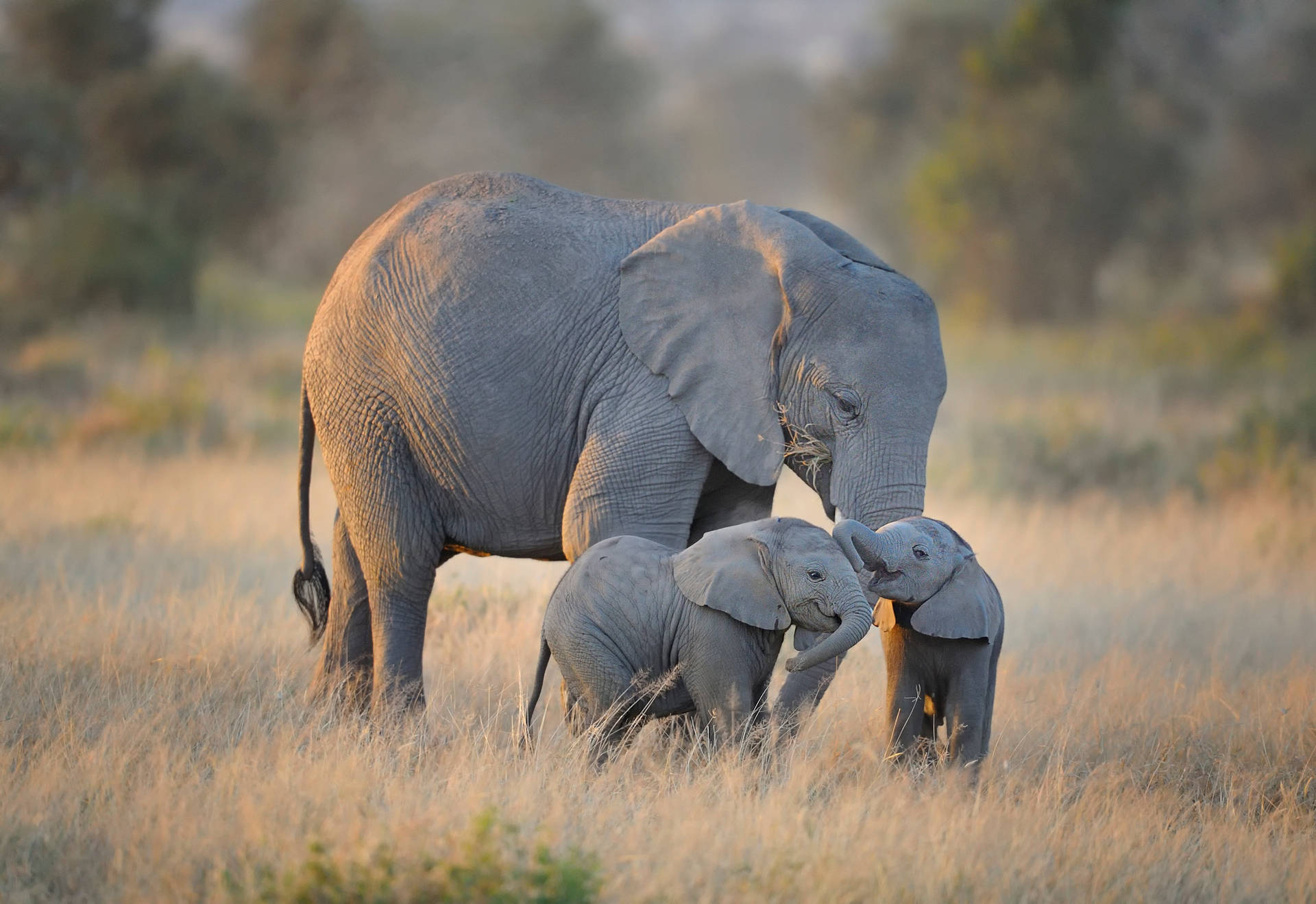 4k Elephant With Babies