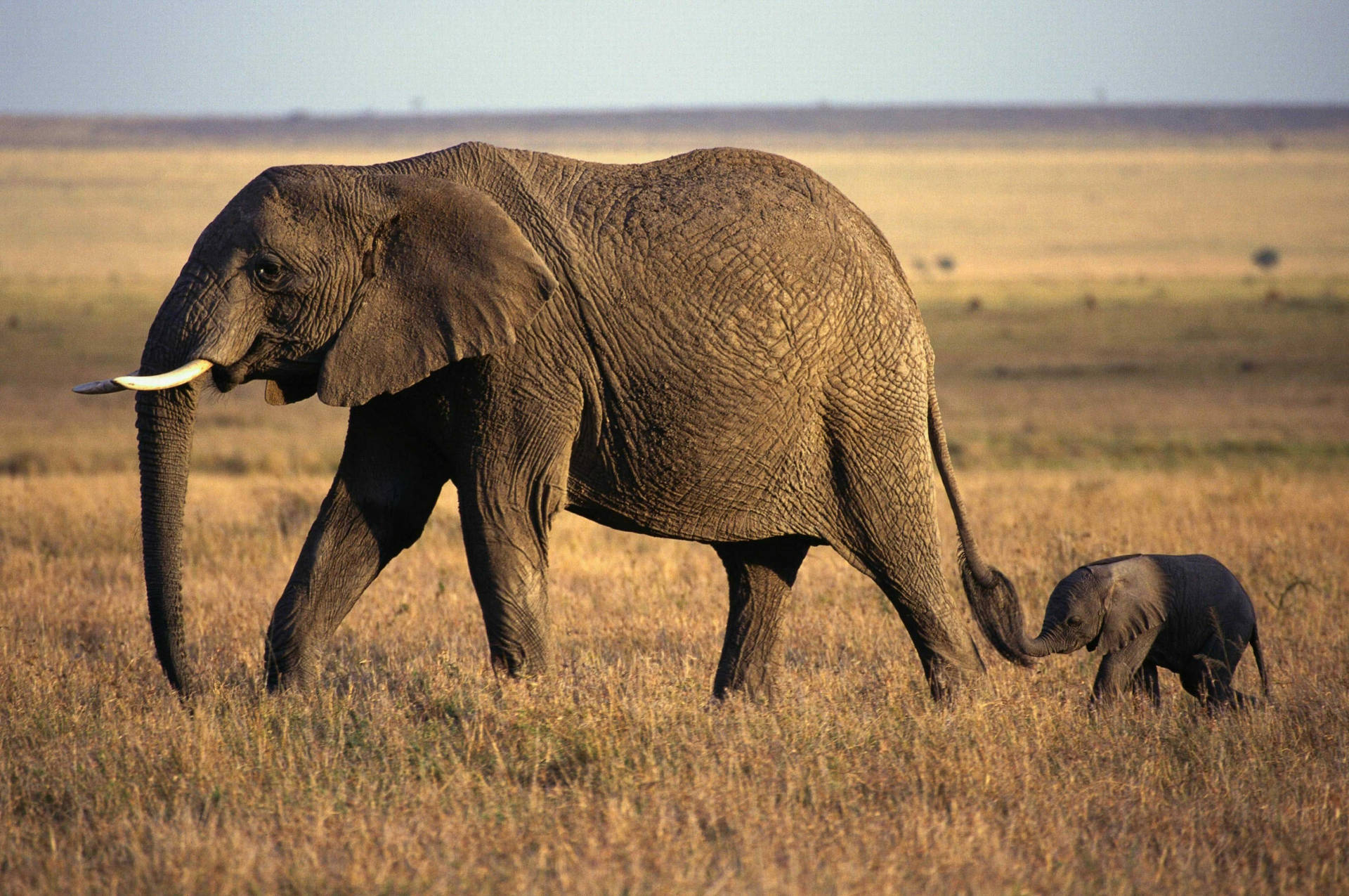 4k Elephant With Young