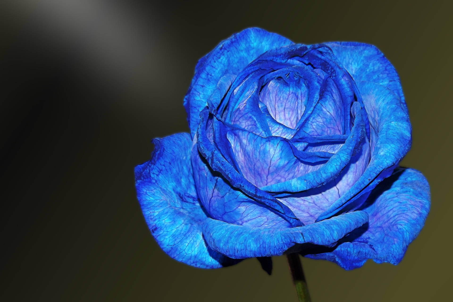 4K Exotic Blue Rose Wallpaper