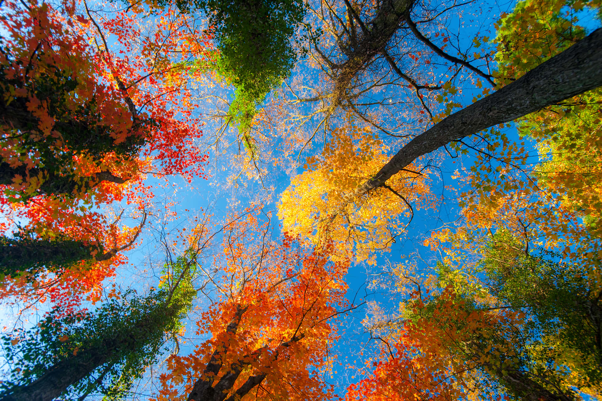 Nyd den udsøgte skønhed af efterårsskov med dette tapet. Wallpaper
