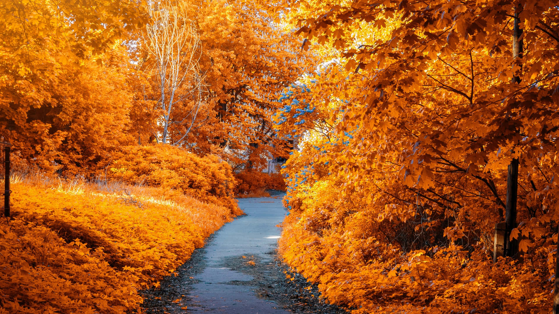 'Spectacular 4K Colourful Fall Leaves Surrounding a Forest Path' Wallpaper