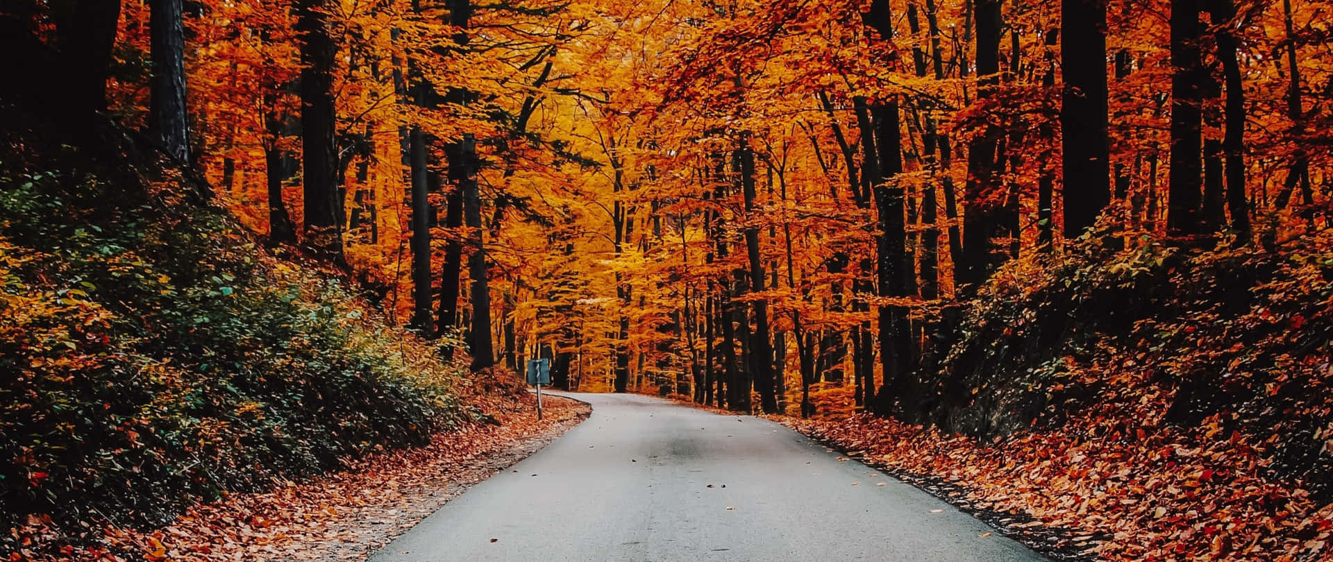 Tag et åndedragende efterår syn af farverige blade og tåget skove. Wallpaper