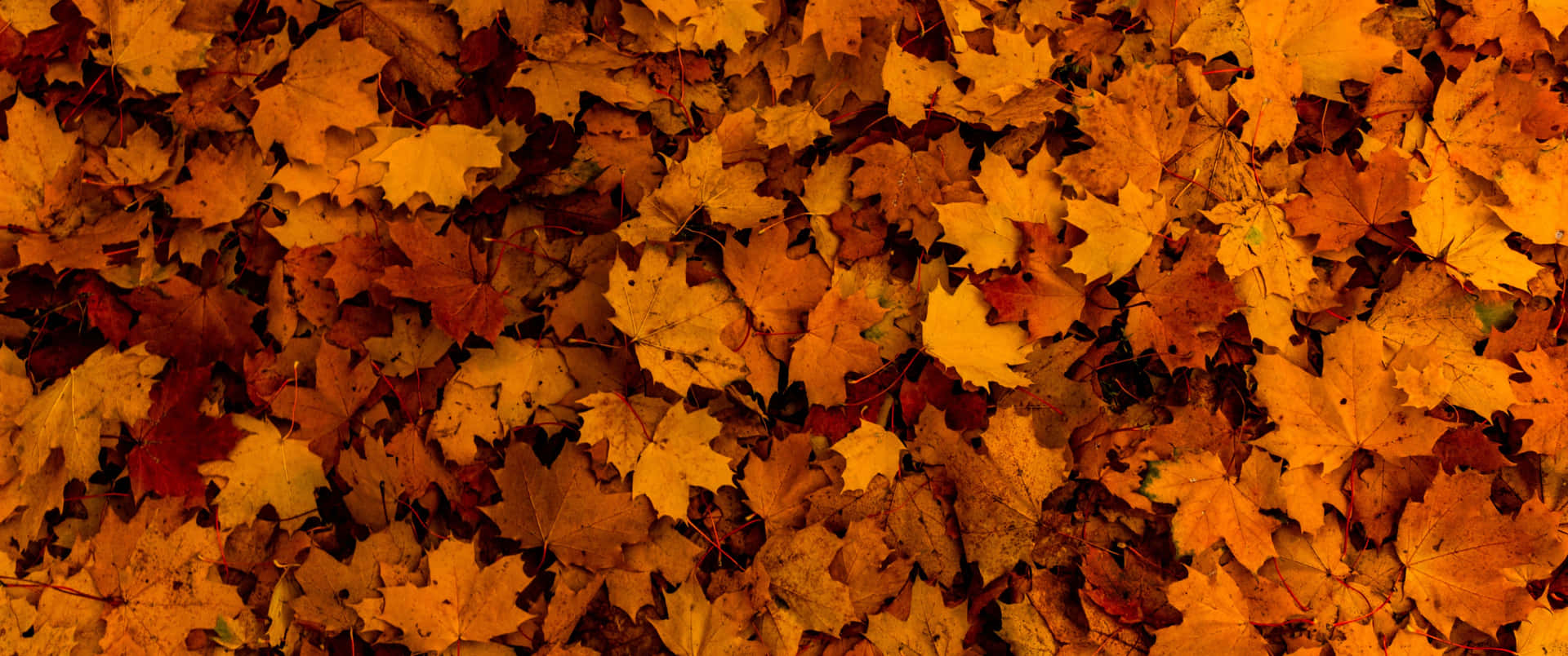 Nyd skønheden af årstiden med solen der går ned over de gule-brune blade af efteråret. Wallpaper