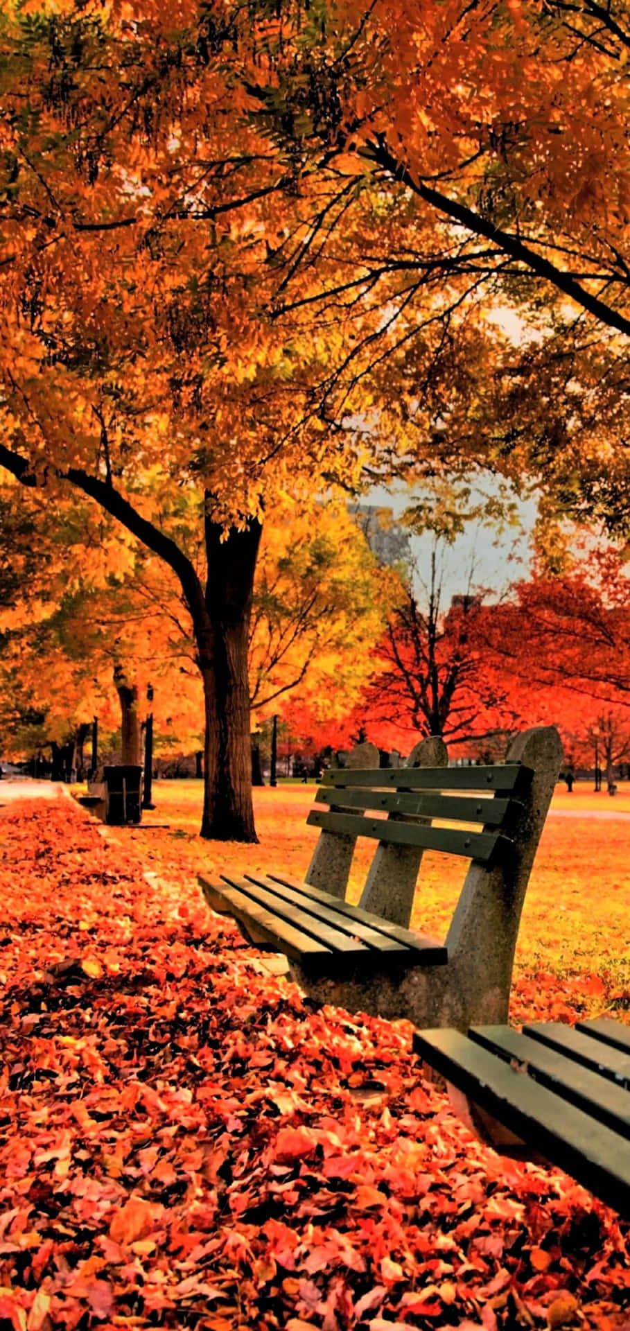 Nyd den levende skønhed i efteråret med disse spektakulære orange og røde træblade. Wallpaper