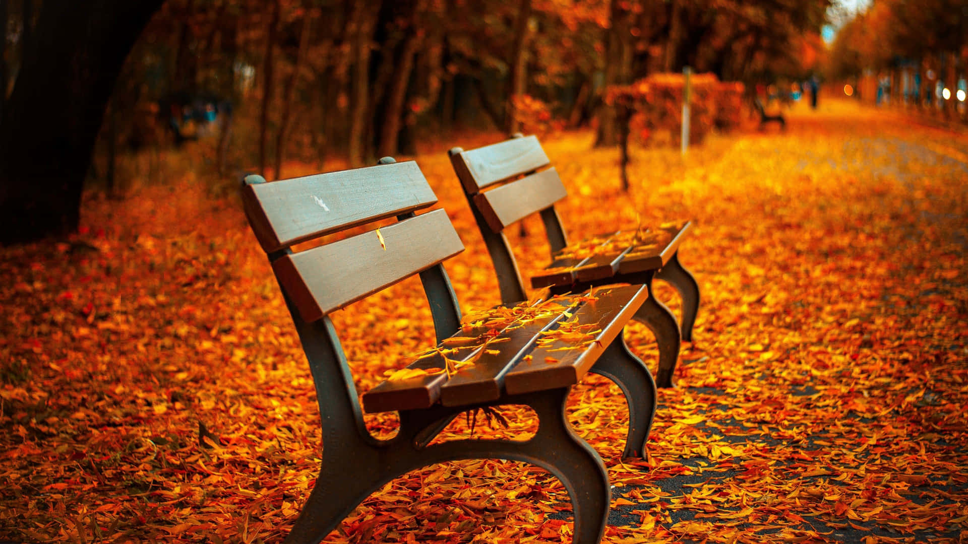Two Benches On A Path Wallpaper