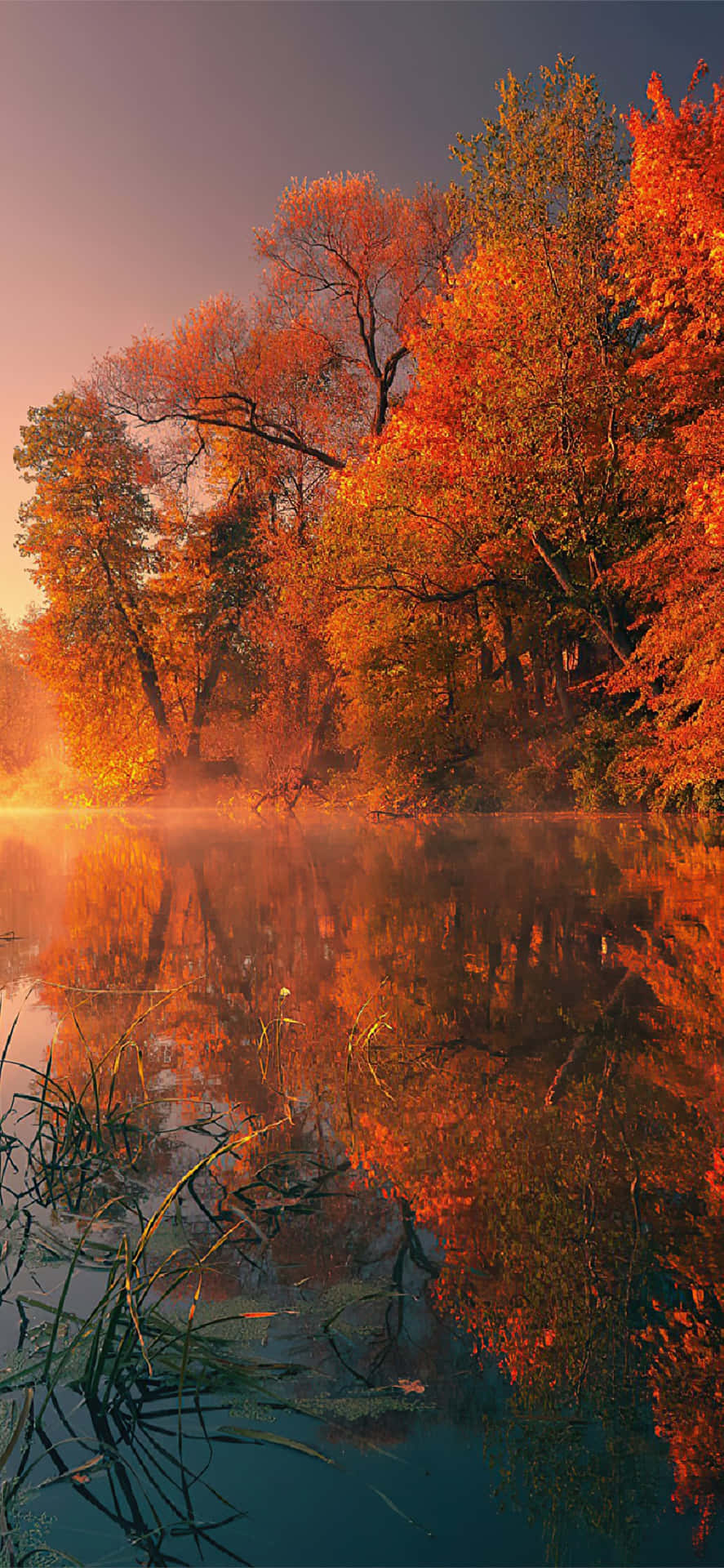 Take a leisurely stroll through the stunning landscape of this 4K fall foliage. Wallpaper
