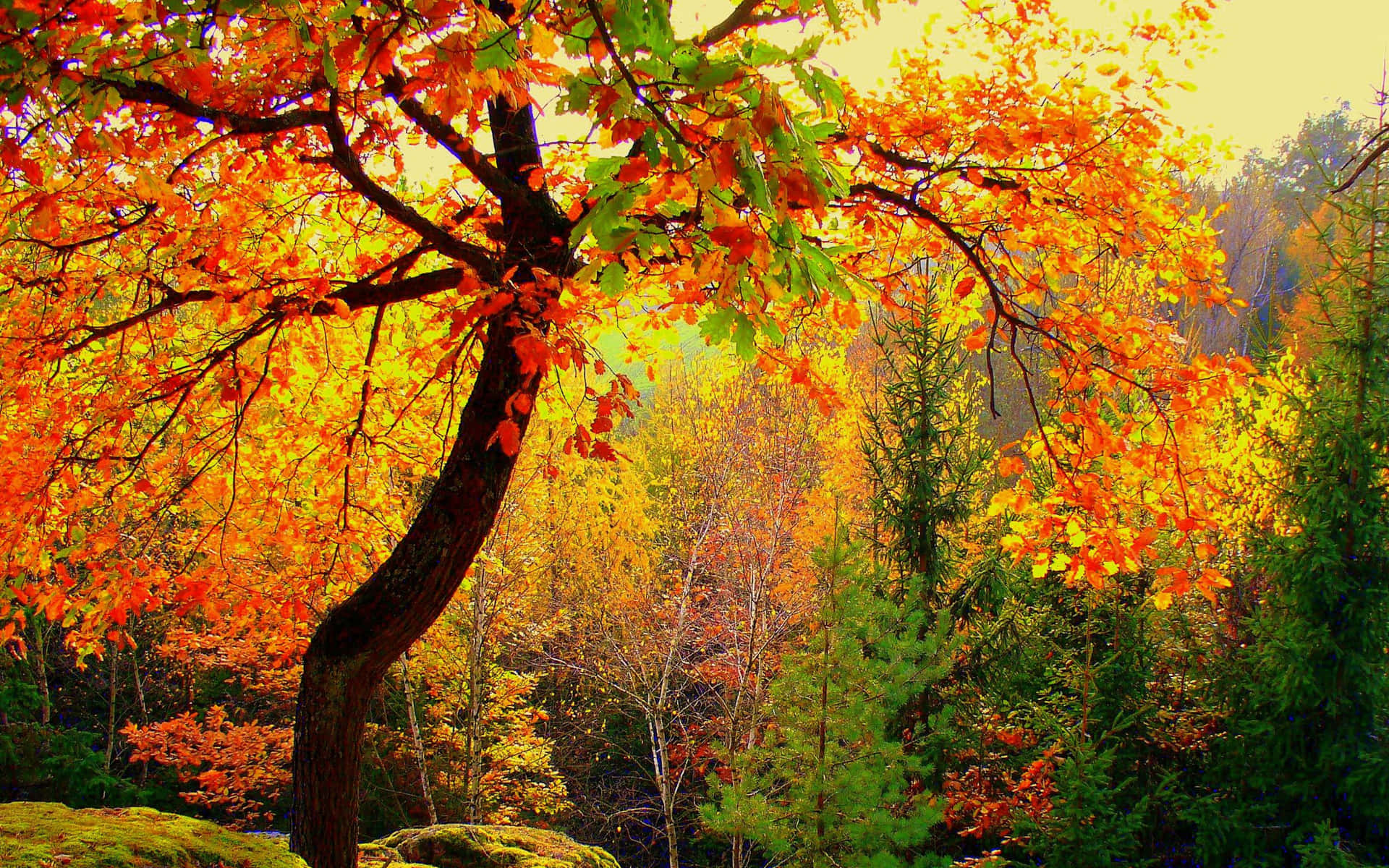 "The Beauty of Nature's Fall Artwork" Wallpaper