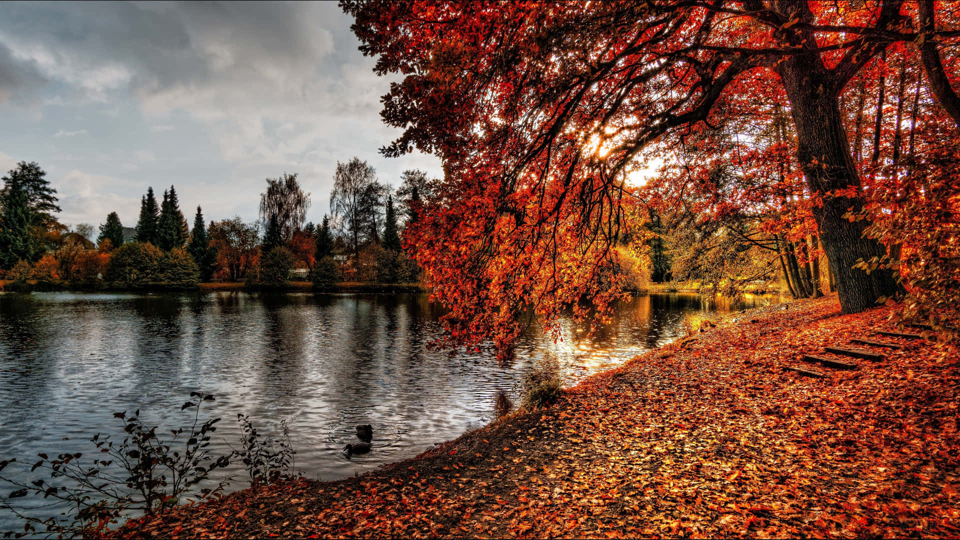 Feel the air of fall with this stunning 4K Autumn wallpaper Wallpaper