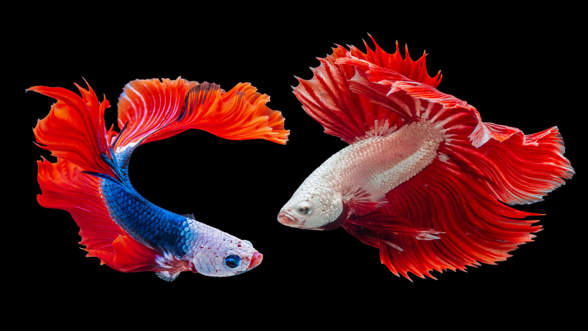 Two Siamese Fighting Fish On A Black Background Wallpaper
