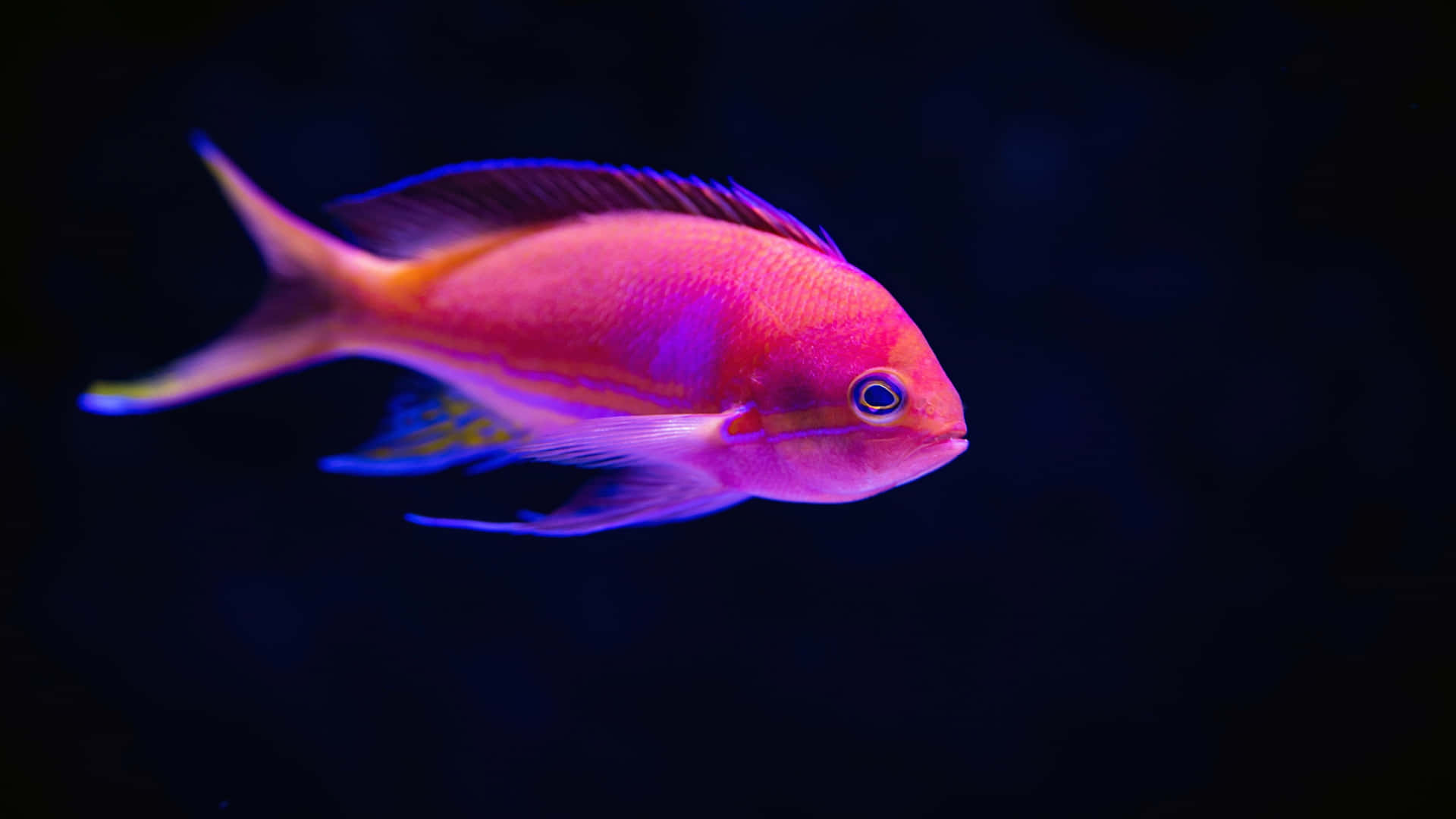 En pink og lilla fisk svømmer i et mørkt akvarium Wallpaper