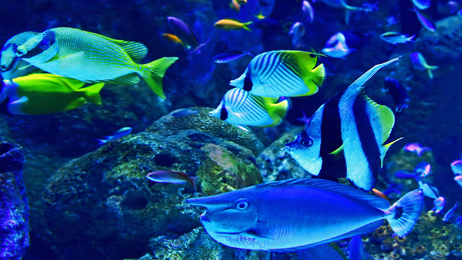 Enjoying the beauty of colourful exotic fish in the aquarium Wallpaper