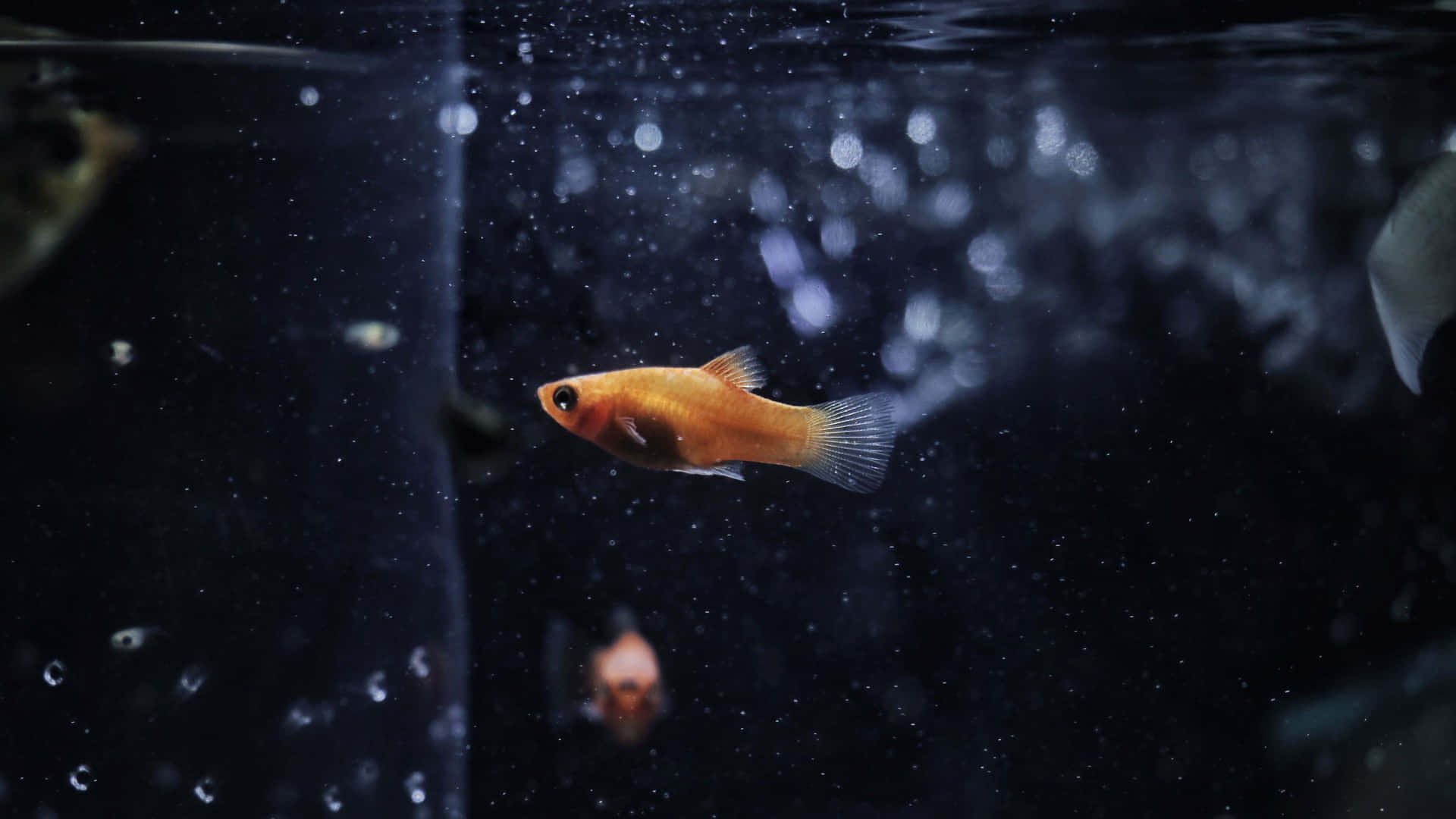 En fisk svømmer i et mørkt akvarium Wallpaper