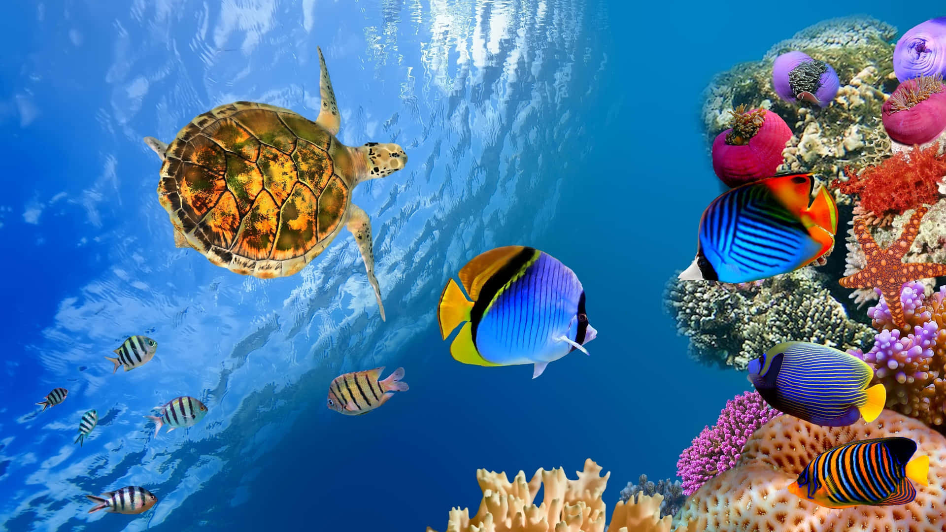 Colorful school of fish swimming through coral reef Wallpaper