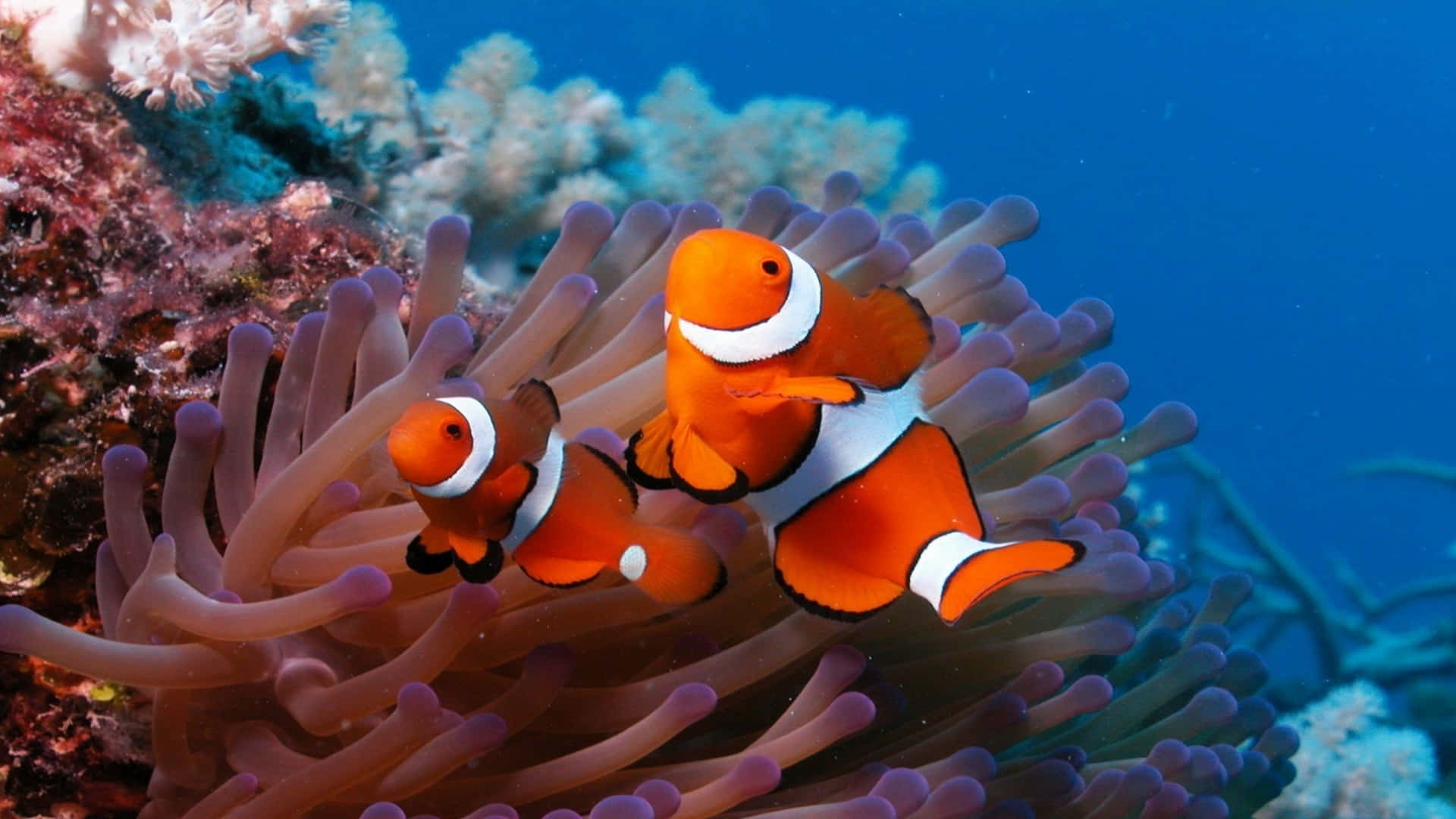 Clown Fishes | LIVE Wallpaper - Wallpapers Central