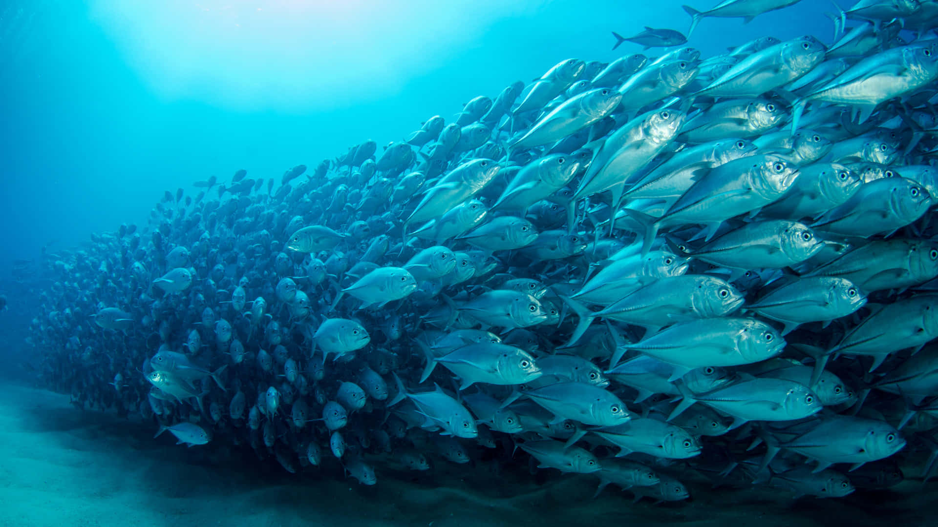 Farverige tropiske fisk svømmer i et blåt rev Wallpaper