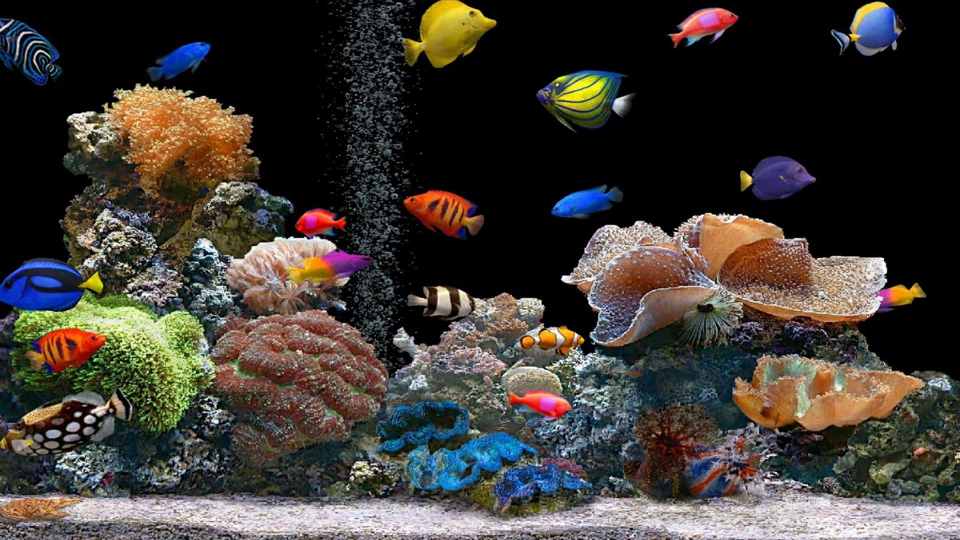 Wallpaper: 4K fisk og andre havdyr i et akvarium tapet Wallpaper