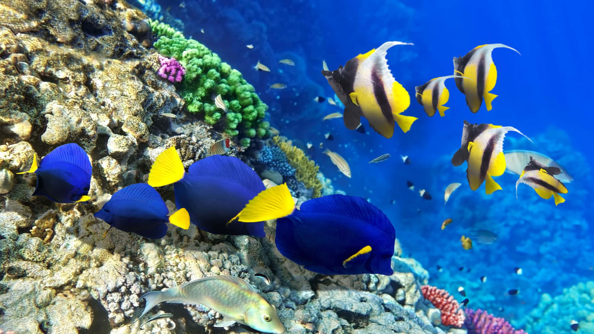 A school of colorful tropical fish in a deep blue ocean Wallpaper