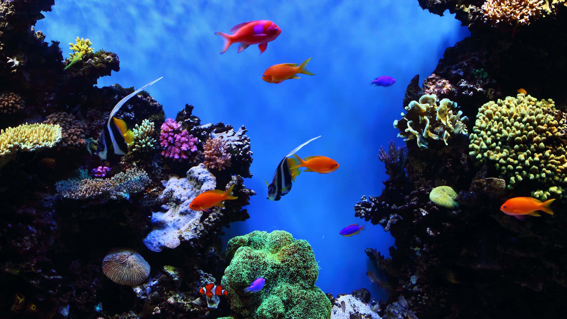 4kfische Verschiedener Arten Unter Wasser Wallpaper