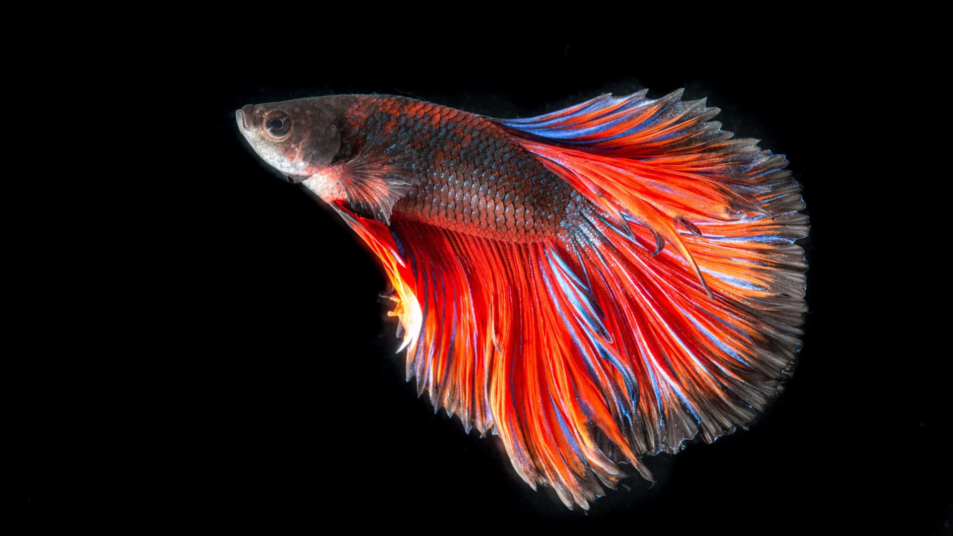 A vibrant school of colorful 4K fish swimming harmoniously underwater Wallpaper