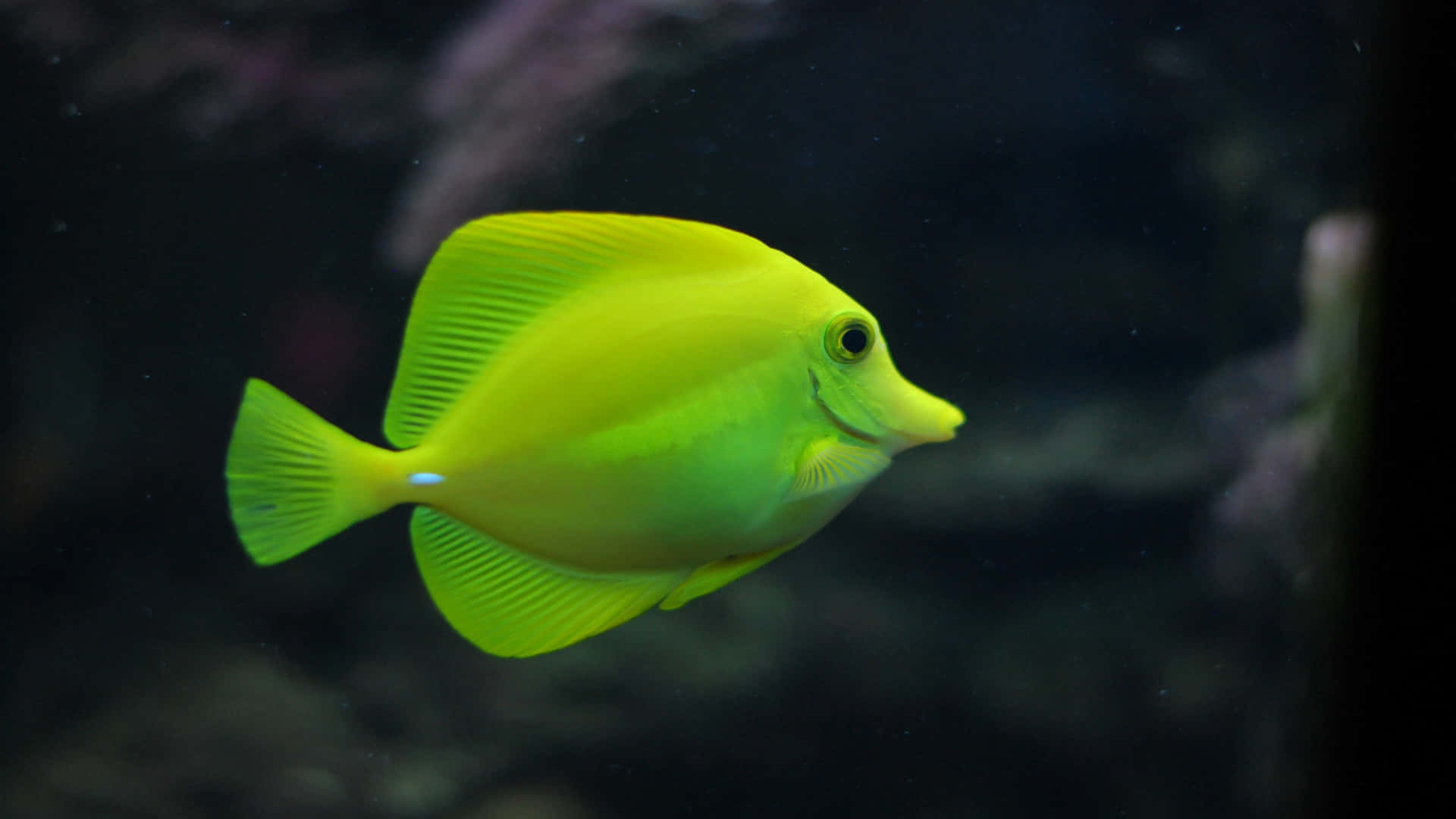 4K Fisk med et gul Tang svømmer i et åbent ocean scene Wallpaper